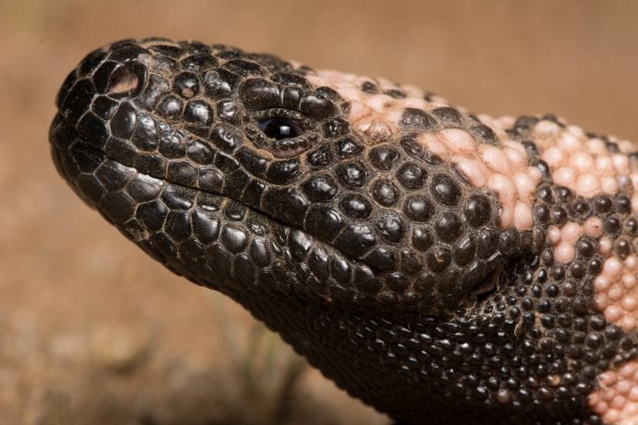 the black and tan bumpy head of a gila monster
