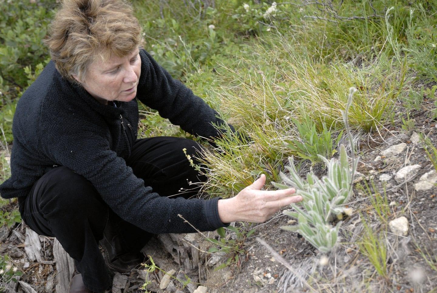 The author, Janine Benyus, examining a plant.
