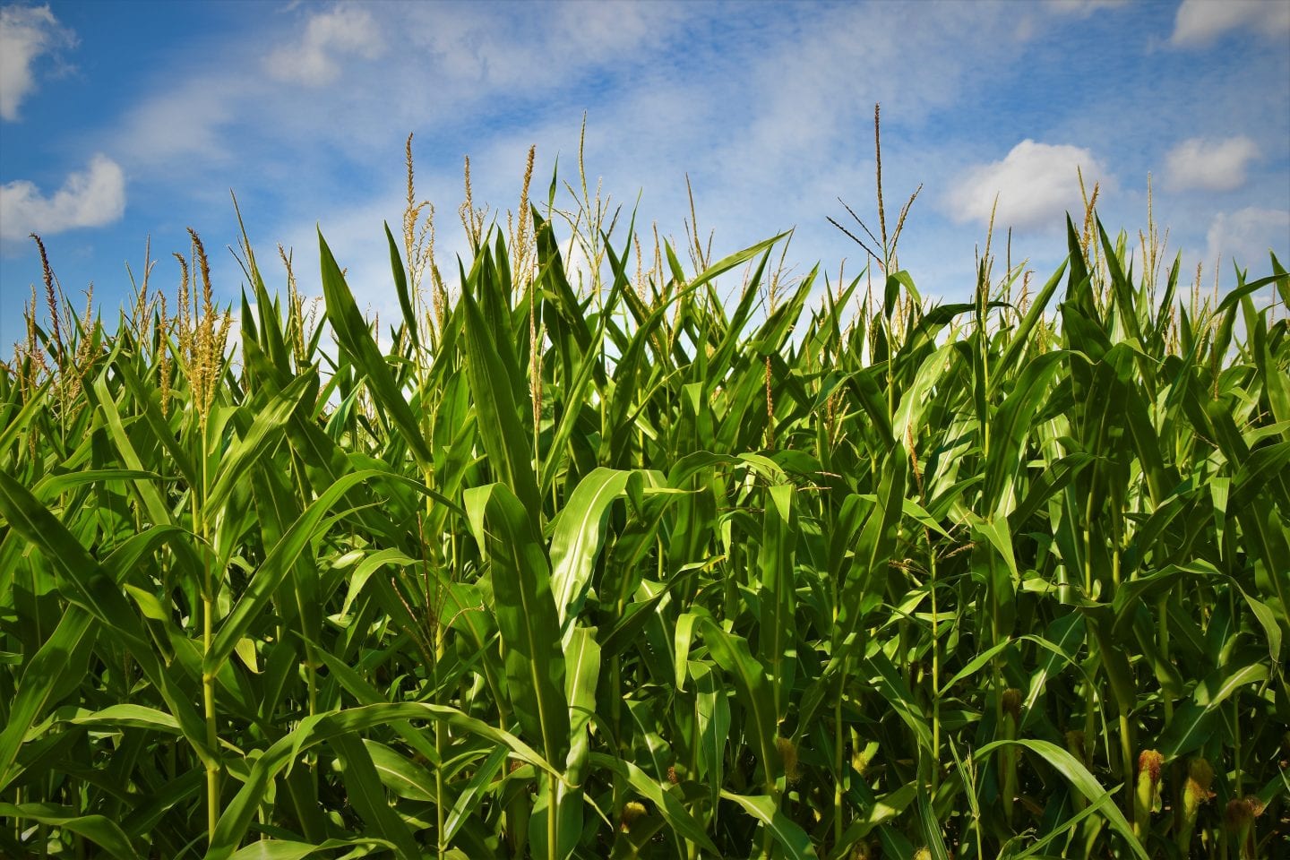 Corn field