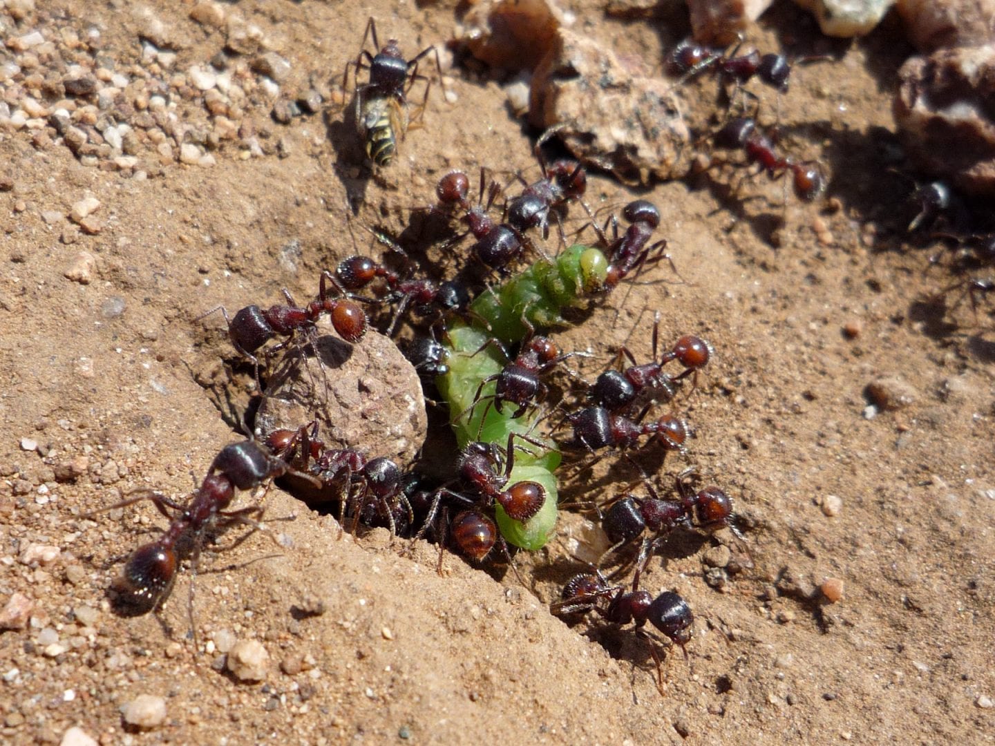 red harvester ants with caterpillar