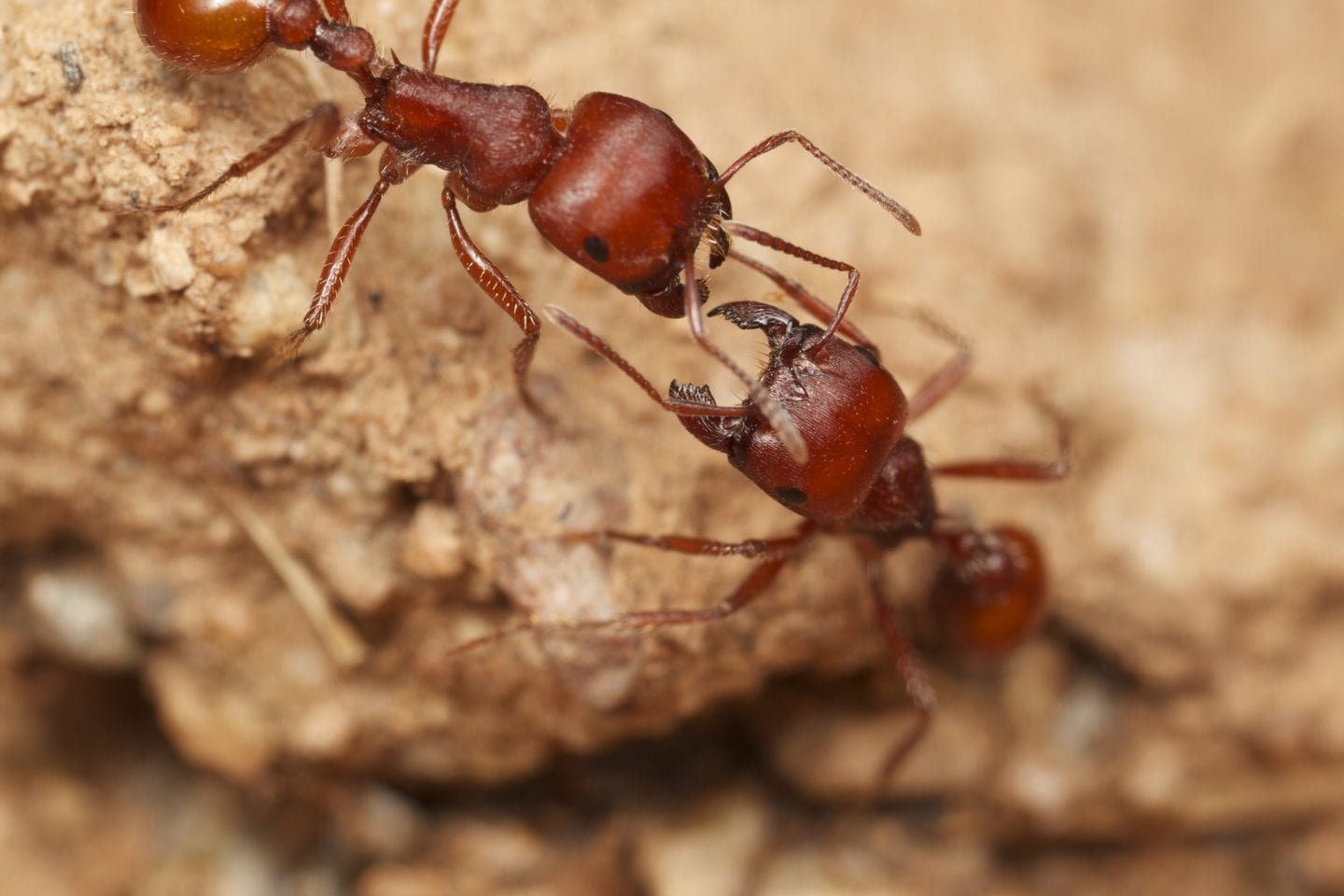 red harvester ants