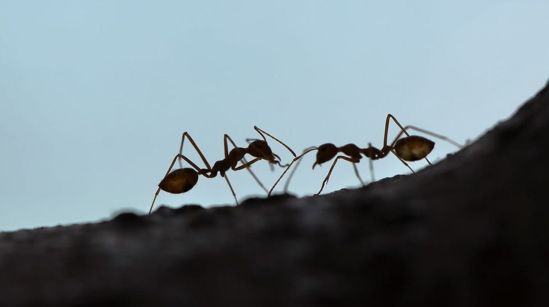 Ants communicating