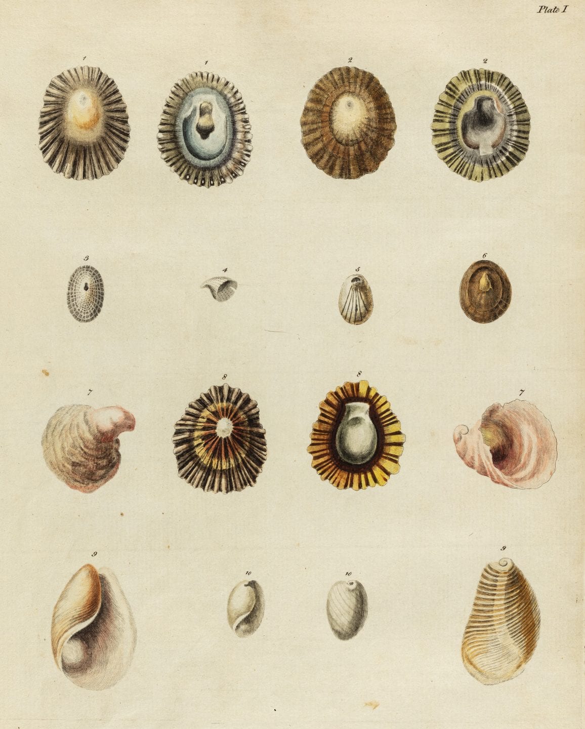 A series of 18th-century illustrations of limpets from above and below
