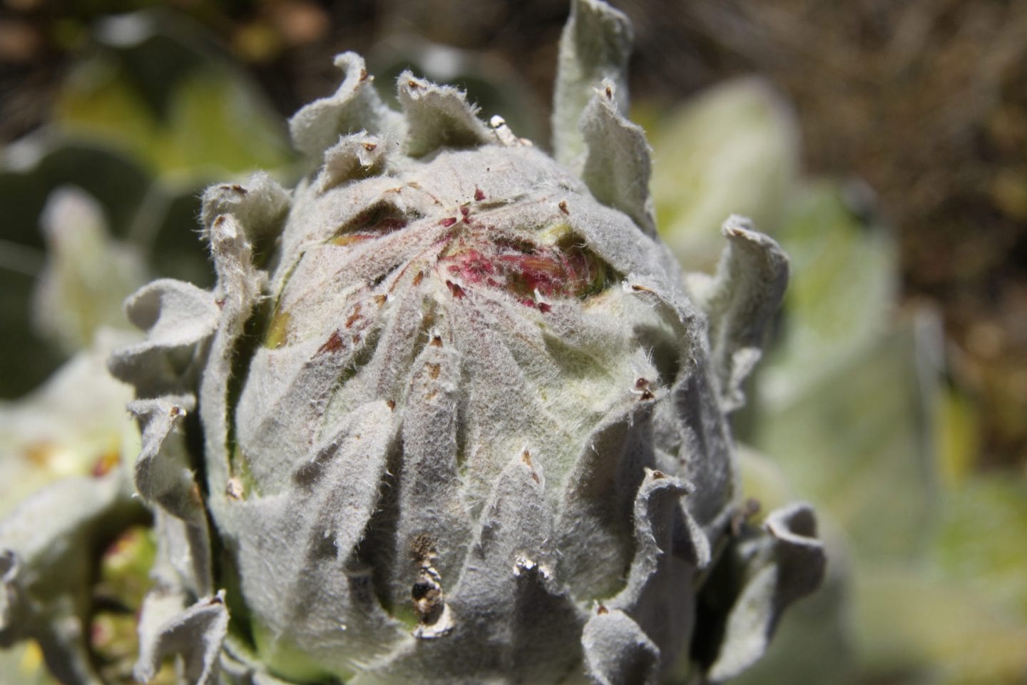 folded leaves insulate