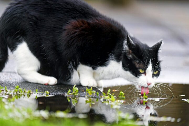 House cat drinking from a puddle