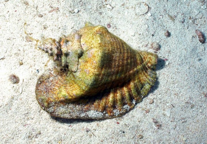 conch on a sandy sea floor