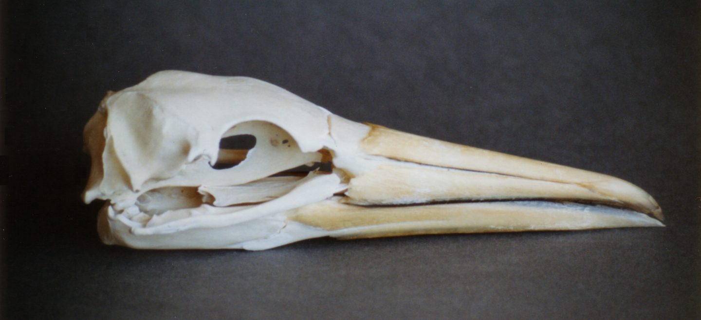 Northern gannet skull