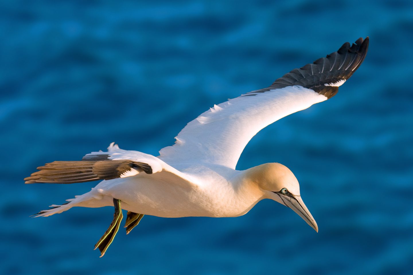 Northern gannet in flight