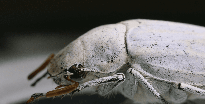 The Beetles That Scatter “All the Light” — Biological Strategy