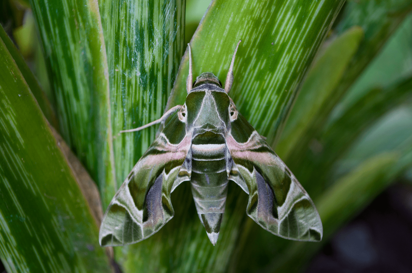 Predatory Moth Detecting Presence and Movement of Predators — Biological Strategy ...
