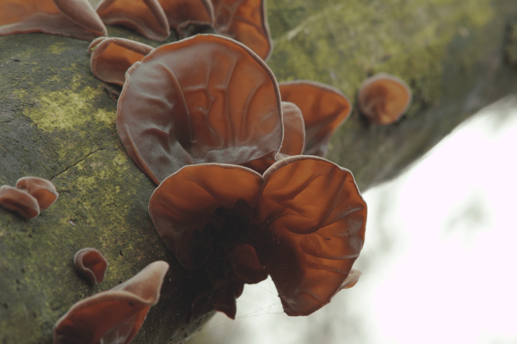 Les spores sont autopropulsées — Stratégie biologique — AskNature, image size:2160x1439