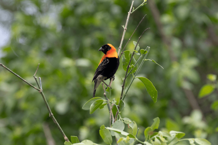a black and orange bird sits on a tree branch amongst green leaves