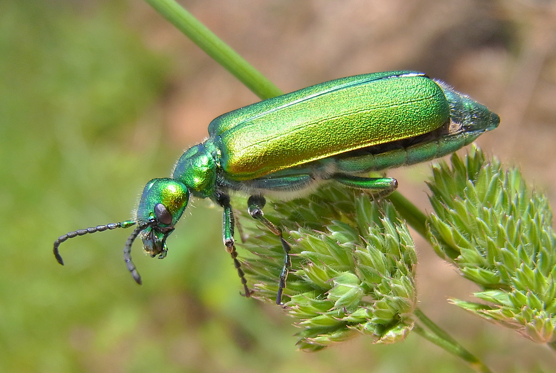 Poisonous Secretions Deter Predators — Biological Strategy — AskNature