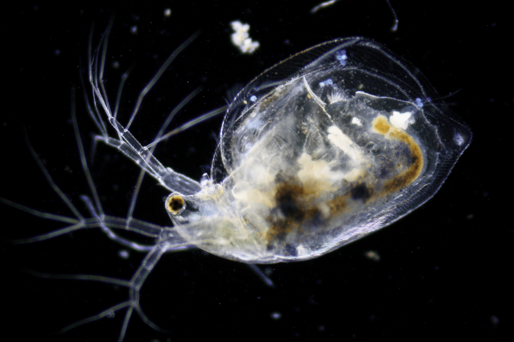 a microscopic view of a transparent water flea against a black background