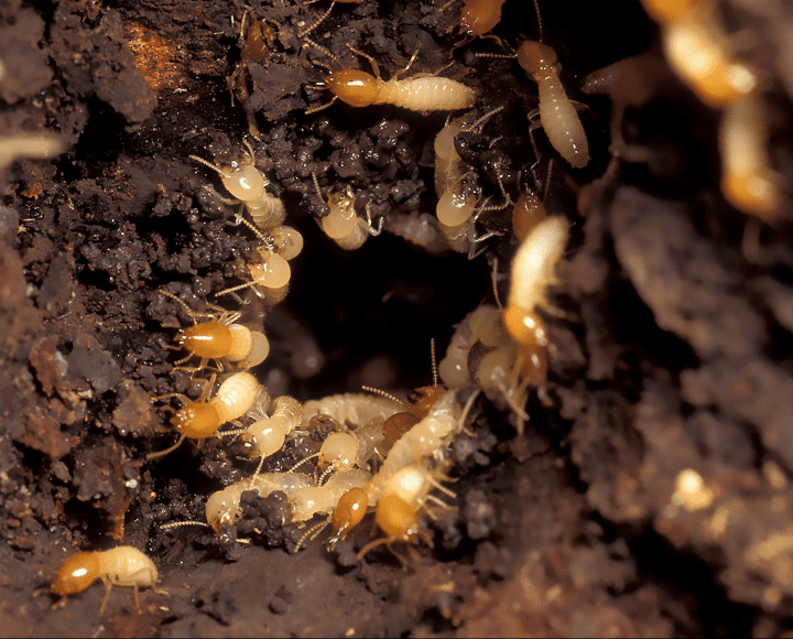 off white and orange termites crawl in dirt mound