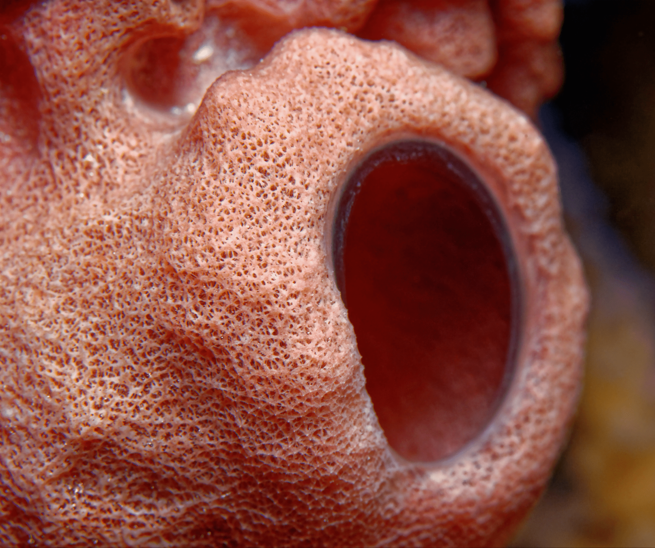 close up underwater photograph of red sea sponge