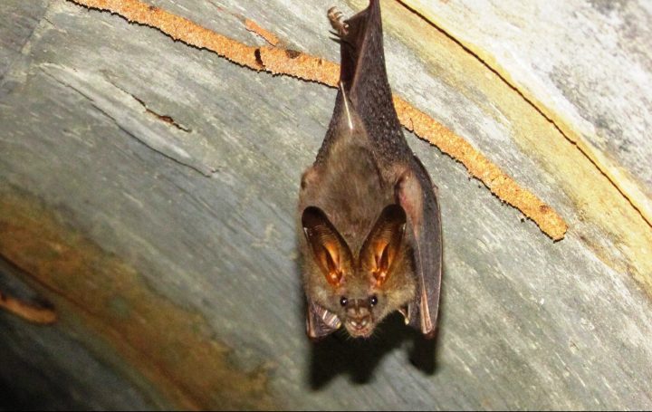 a bat with large ears and a large nose hangs upside down on a dray structure at night