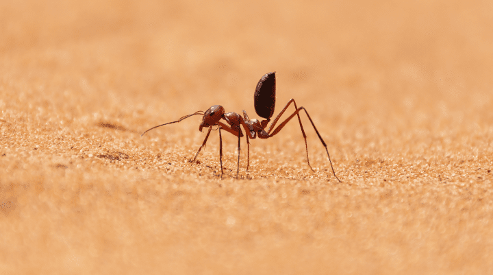 an ant with a reddish body and black butt sticking up towards the sky stands on sand in a desert