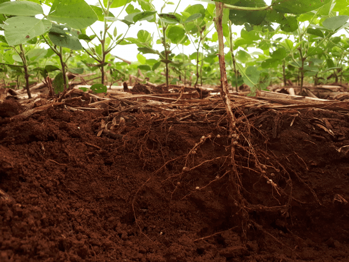 photograph of green plants and their roots in the reddish-brown dirt