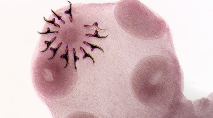 close up 3d microscopic image of a parasite