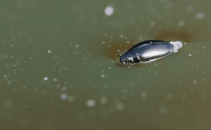 close up photograph of dark brown beetle swimming in water