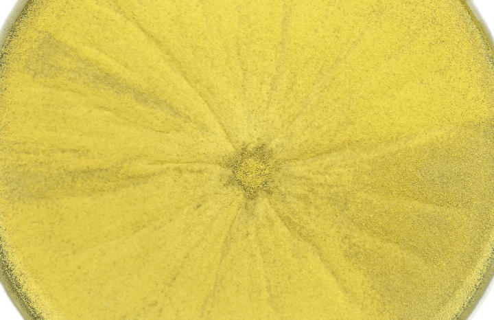 close up photograph of yellow fungi