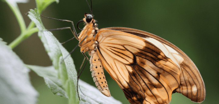 close up photograph of a yellow and brown butterfly on a green leaf
