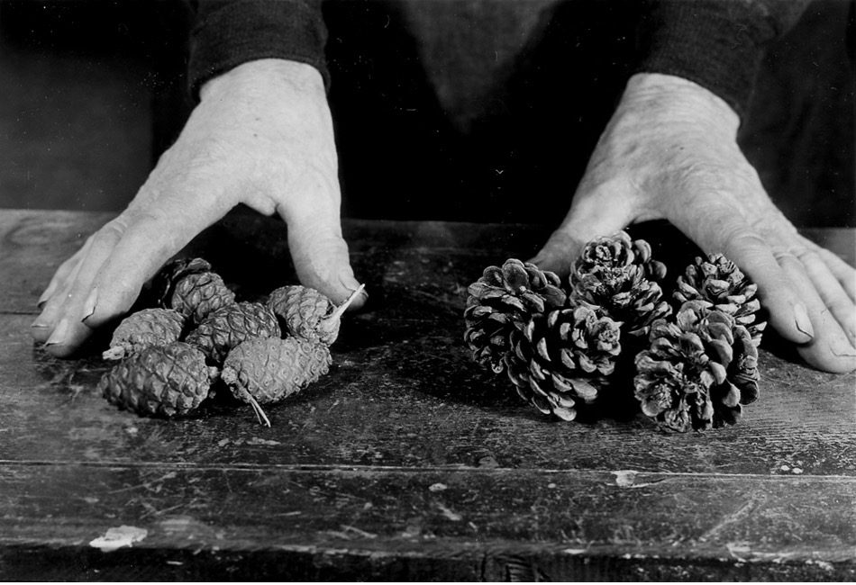 Pine Cones Open And Close In Response To Weather Biological Strategy 
