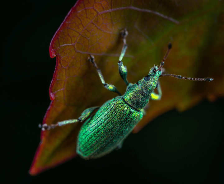 close up photography of green metallic bug on the back of a leaf