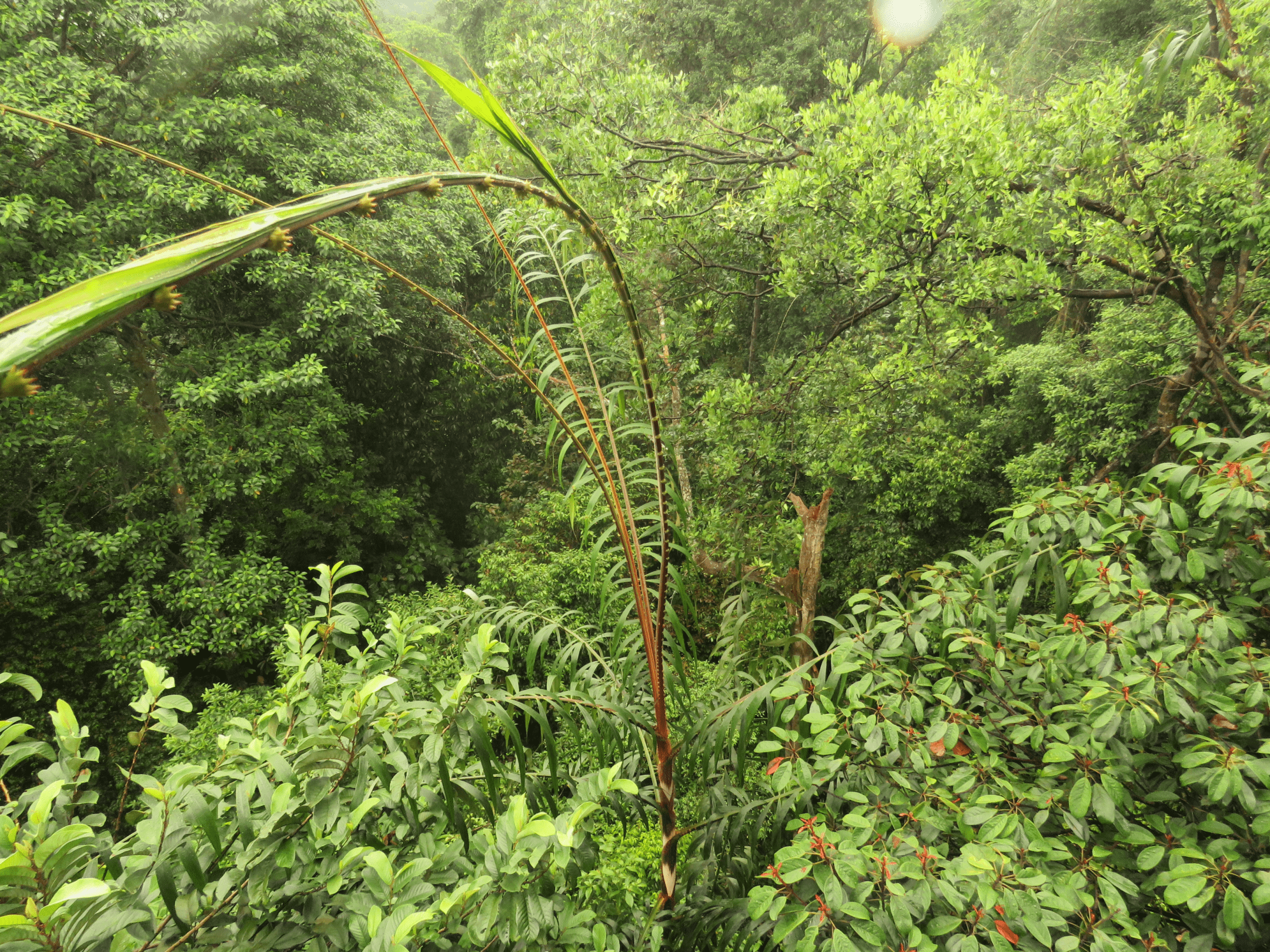Tendrils Enable Upward Climb — Biological Strategy — AskNature