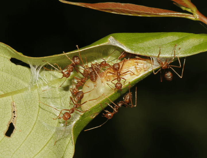 Vibrations Attract Ants — Biological Strategy — AskNature