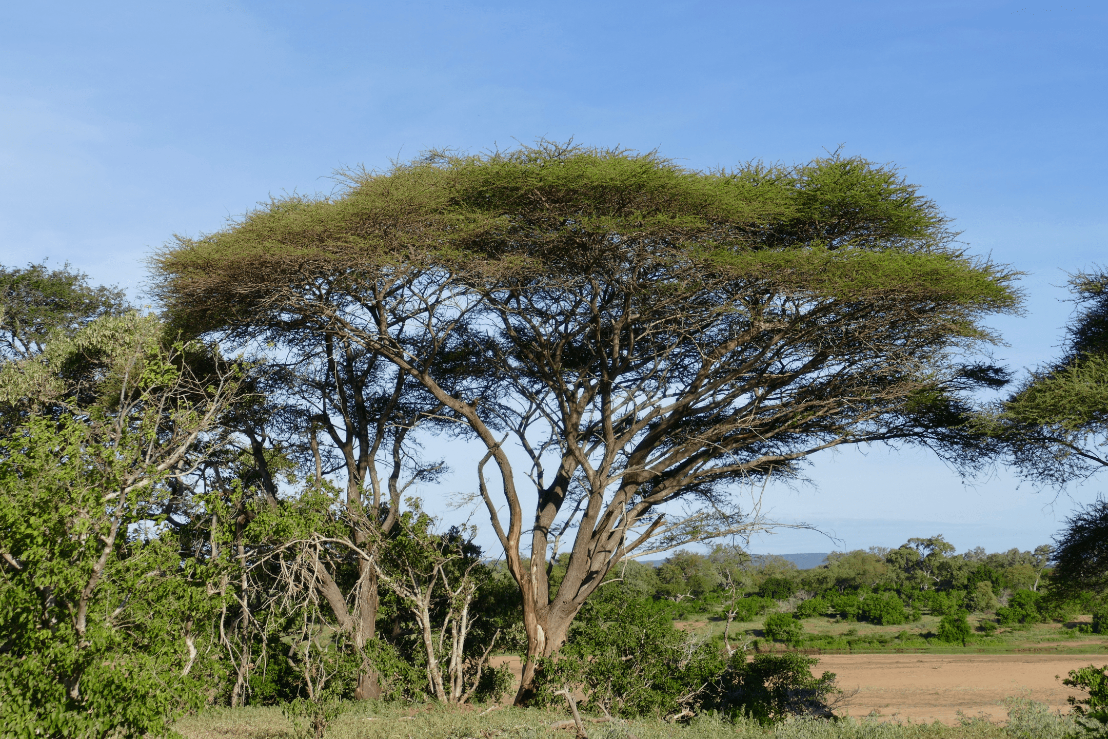 photograph of trees and other plants during the day
