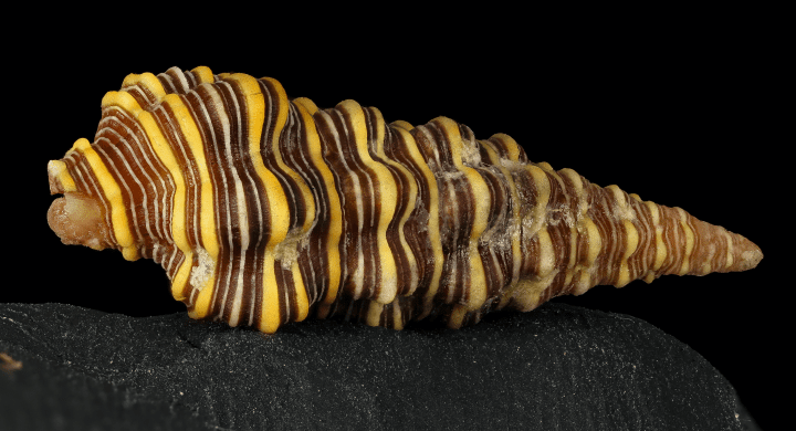 close up photograph of a yellow and brown shell against a black background