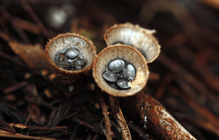 close up photography of fungus on a tree branch