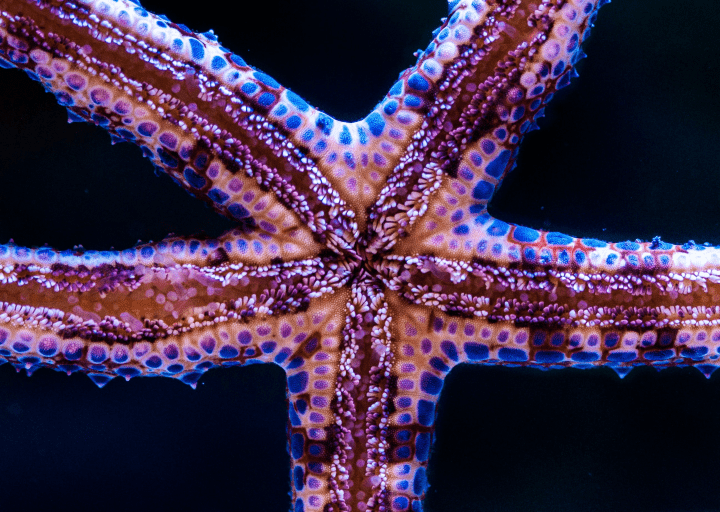 close up photograph of starfish suctioned to glass