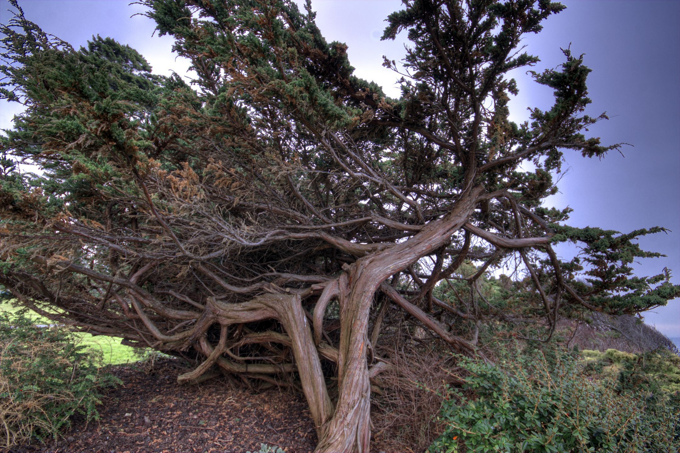 Flexibility Limits Bending in Wind — Biological Strategy — AskNature