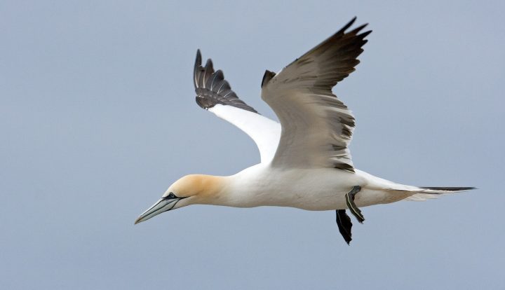 photograph of white bird flying with blue sky in the background