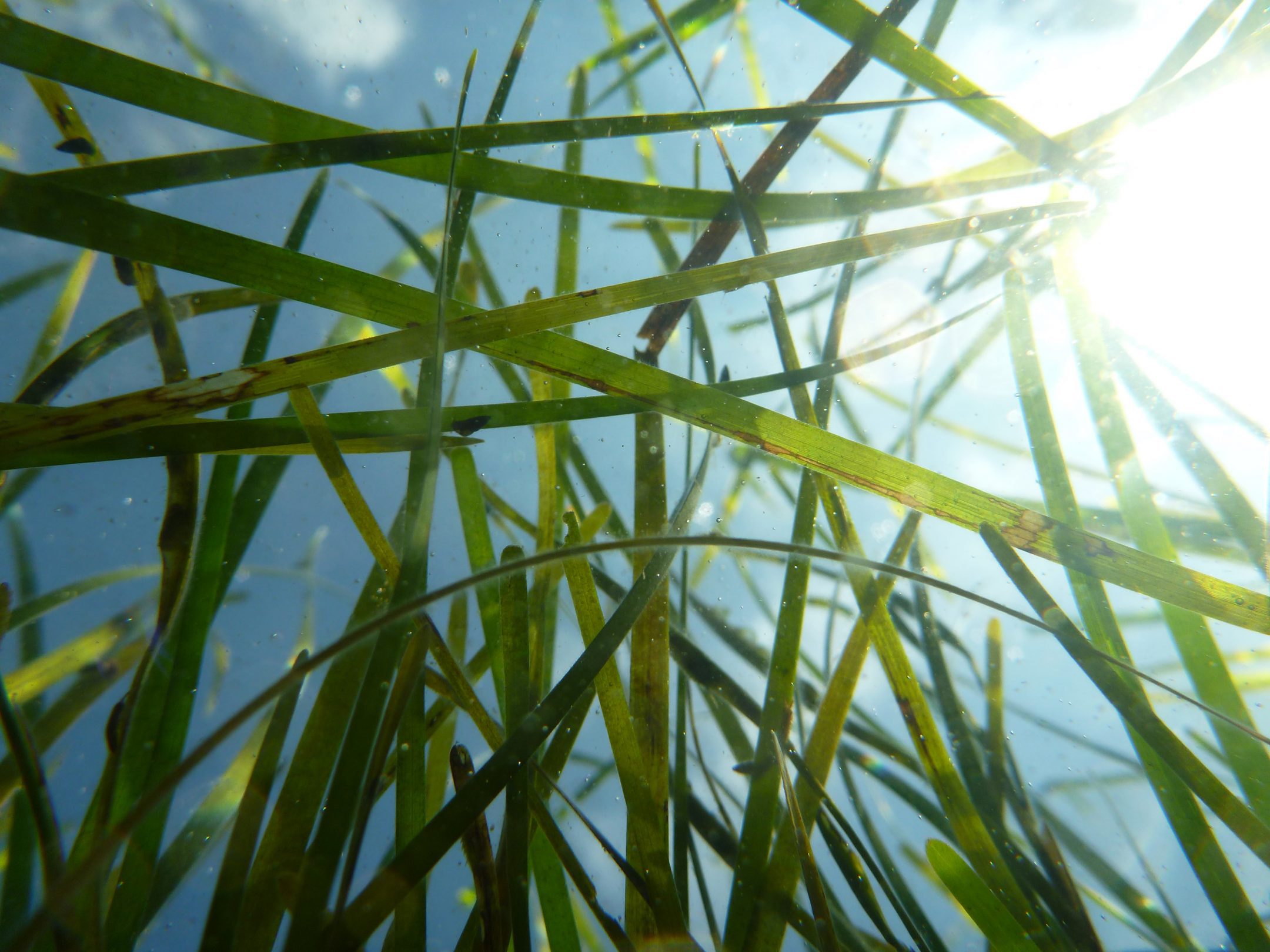 close up photograph of sea grass underwater