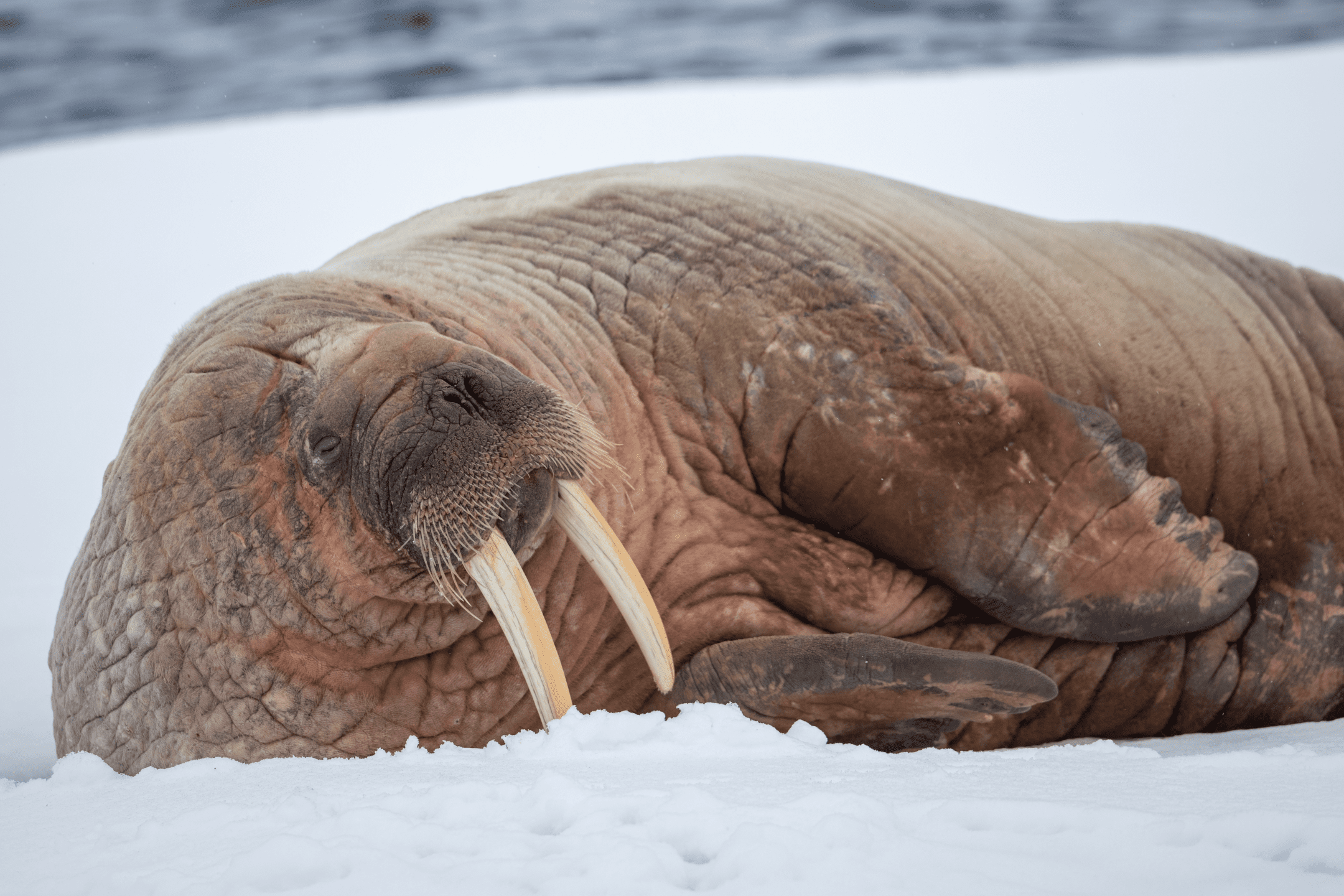 Tusks Are Multifunctional Biological Strategy AskNature Tusks Are Multifunctional Biological Strategy AskNature