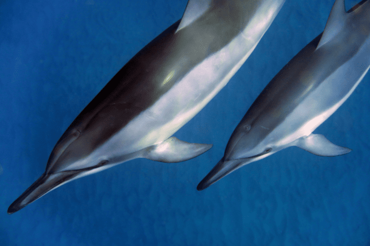 close up photograph of two dolphins