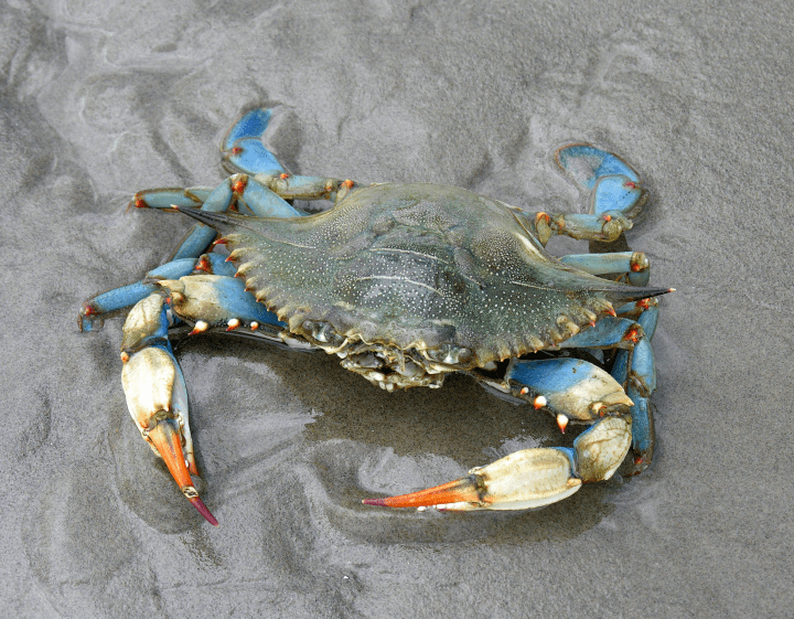 photograph of blue crab on the sand