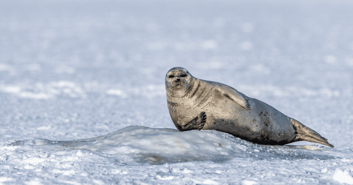 photograph of seal laying on ice