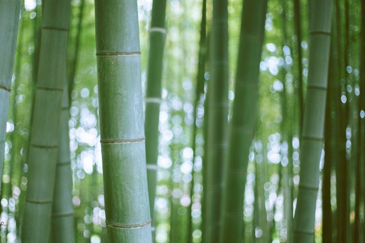 dozens of light green stalks of bamboo fill the frame