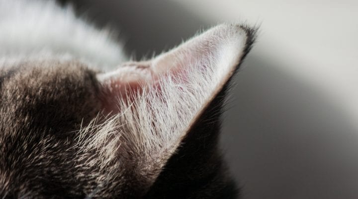 macro view of house cat's ear with fur in soft light with a gray background