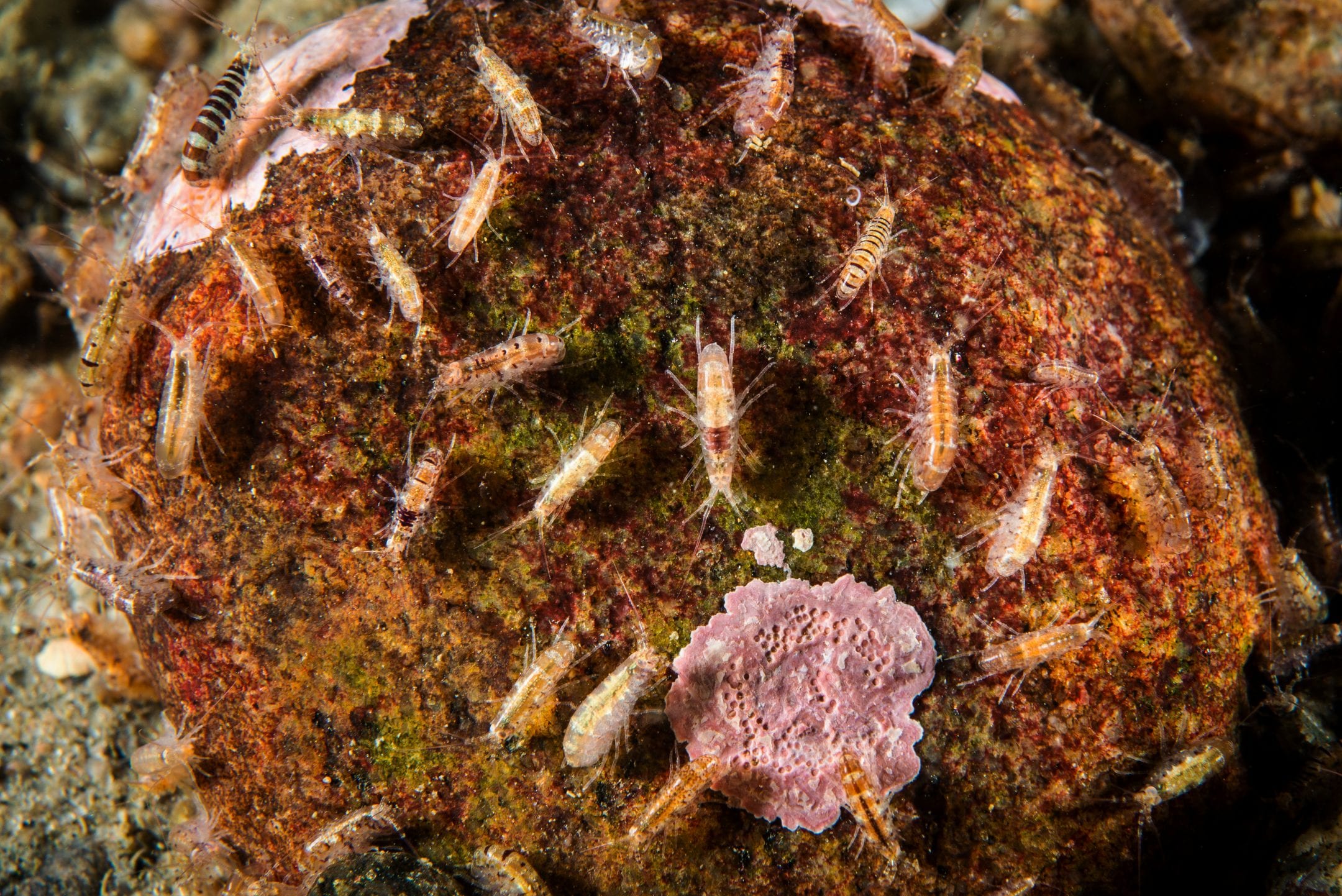Water Insect Like Thread Silk Threads Adhere Underwater — Biological Strategy — AskNature
