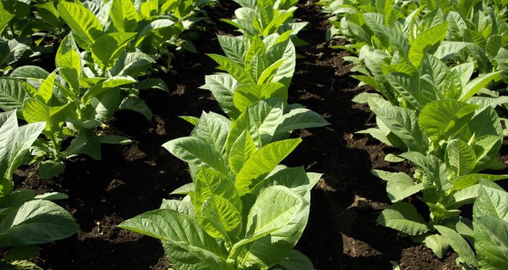 does chewing tobacco kill parasites Chemical Defenses Protect From Parasites — Biological Strategy — AskNature