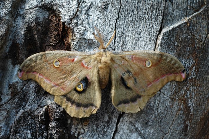 a large reddish orange moth rests on a tree