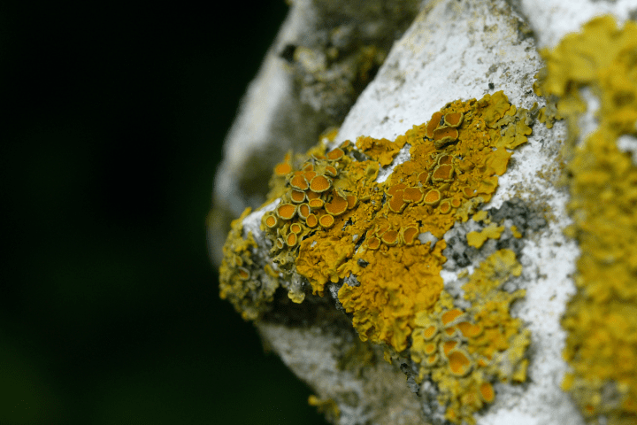 close up photograph of yellowish green lichen on a tree