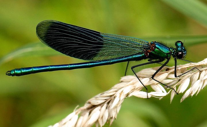 an iridescent green teal and orange damselfly rests on a grass