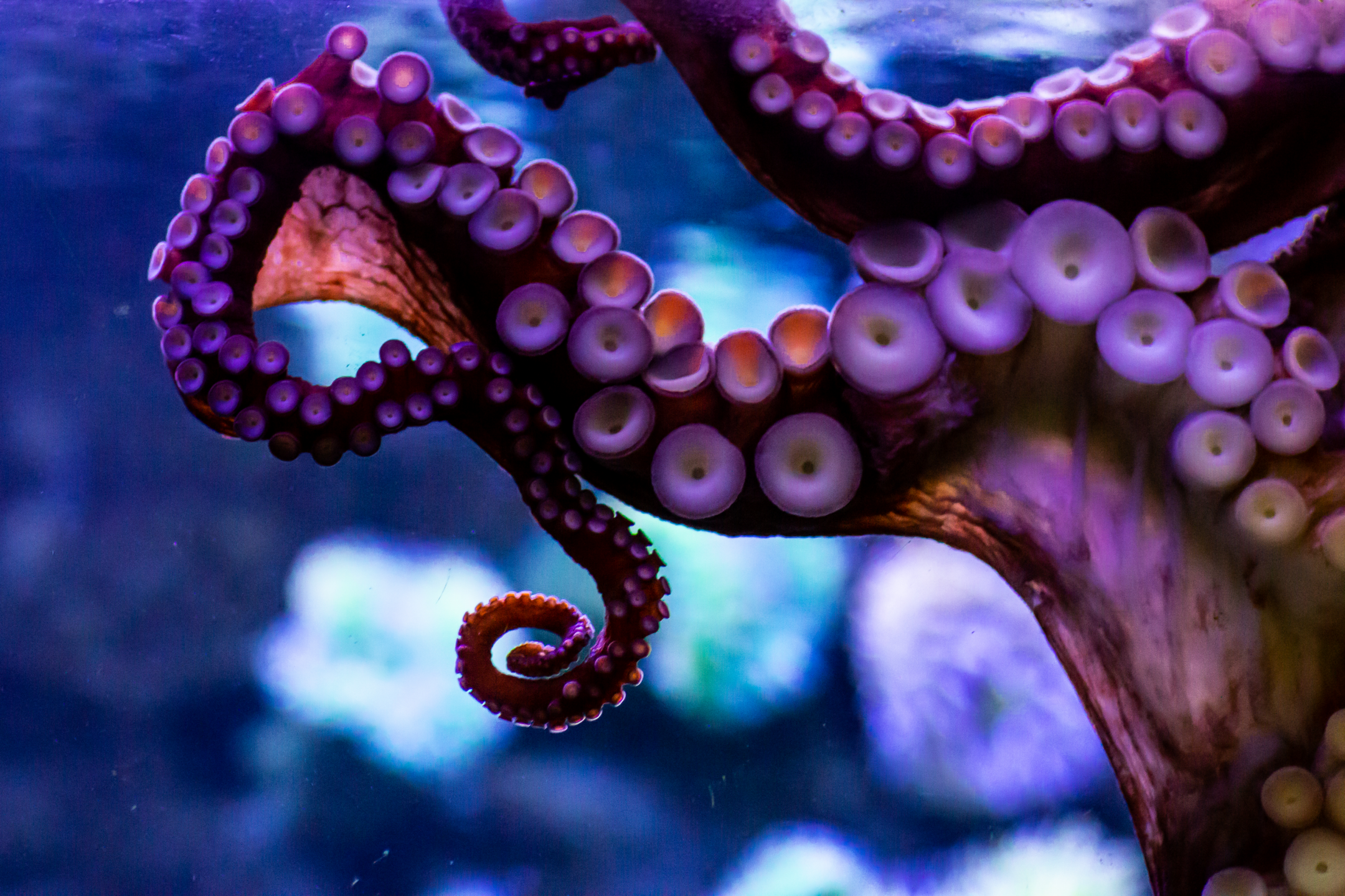 tentacles of octopus captured from behind glass